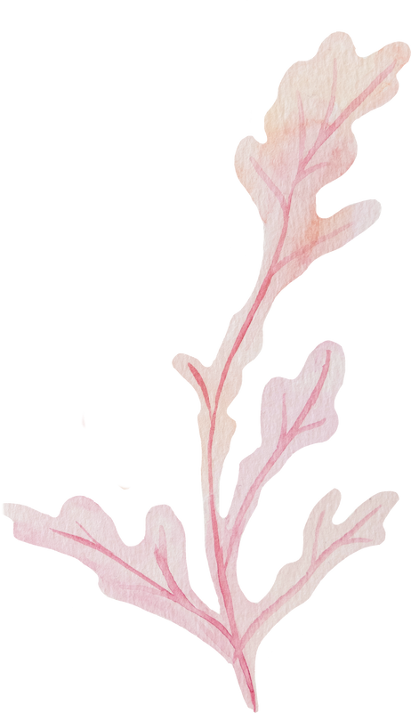 Set of Hand Drawn Watercolor Seaweed Illustration in Pastel Pink