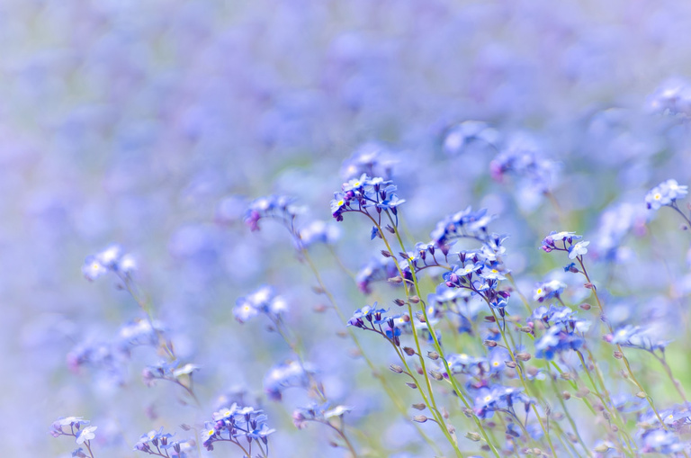 Purple Flowers in Spring